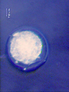 Embryo at rehydration